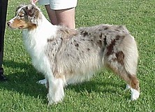 CH Heartfires Kissed by the sun