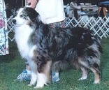 CH PearTree BLue Moon Detv Agenca