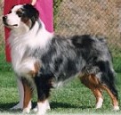 CKC CH Mistrettas Fandango Alegre DNA-CP