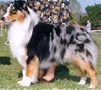 Ch. Red Banks Iron Eagle