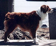 Ch Heartfires Dozen Red Roses