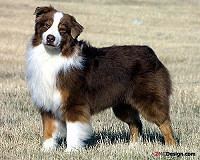 Ch Heartfires TinCup