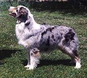 DAPropwashMarhmellowPies