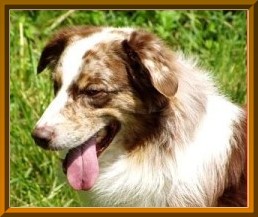 Elvis_Kopf_Seite_Rahmen