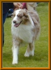 Elvis_Lauf_Seite_Rahmen1