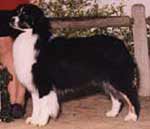 HOF Ch Moonlights Against All