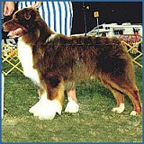 SVCH WTCH Ch Beauwoods Rustlinn the Sun UDT RDa RV-E DNA-CP