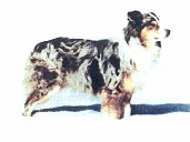 Temujin Ready or Not