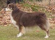 Touchstone Red Zinger