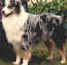 TriIvoryRoquefortofHiggins_small_small