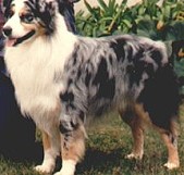 Tri Ivory Roque fort of Higgins