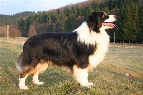 blue_mountains_sunnyboy