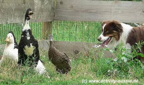 entenhueten_activity_aussies