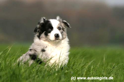 katharina_funck_welpe