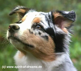 sam_spirit_of_dreams