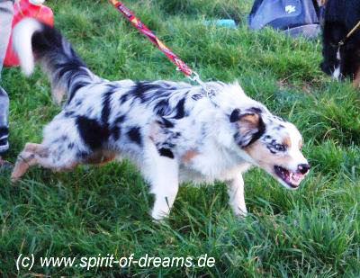 spiritofdreamszhnezeigech2