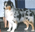 storm warning of ironhorse